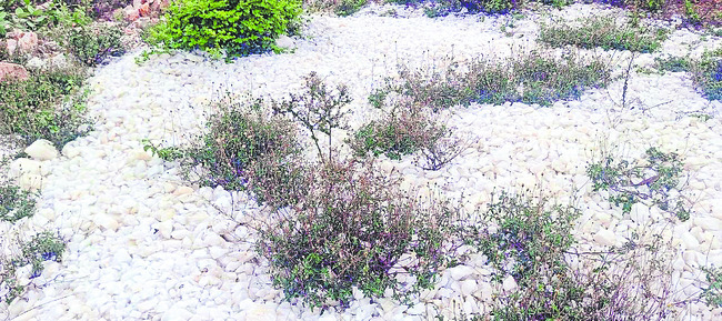 గుట్టుగా మాయం 1