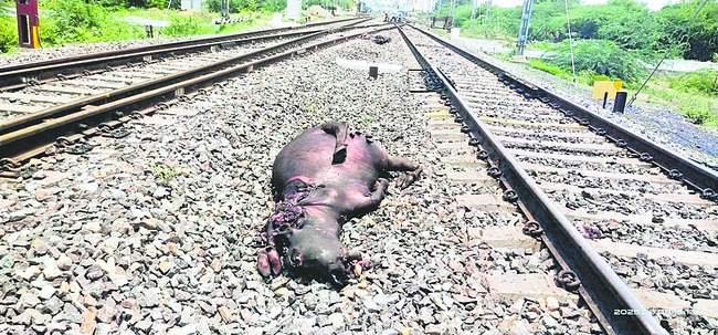 రైలు ఢీకొని నాలుగు గేదెలు మృతి
1