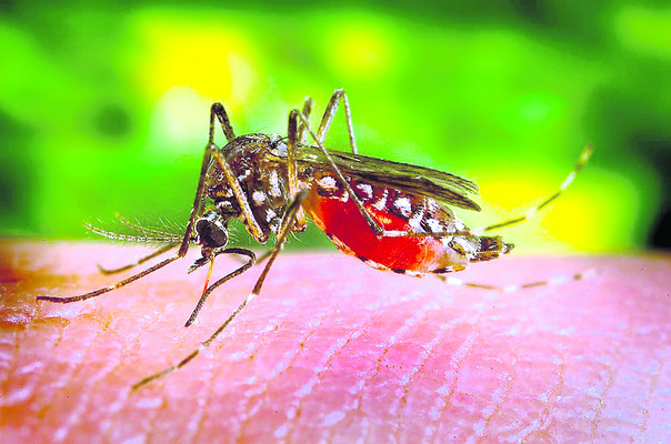 వానాకాలంలో వ్యాధుల ముప్పు 1