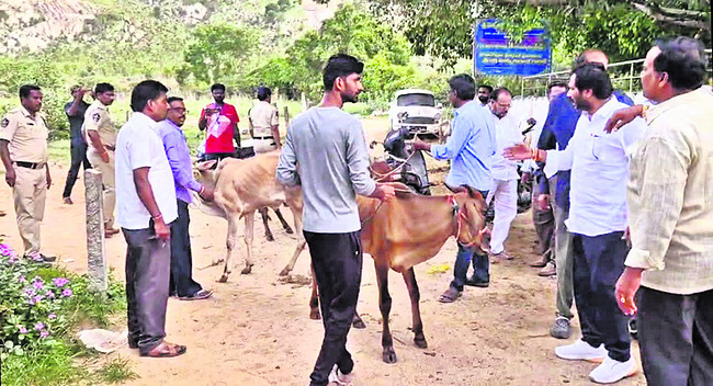టిడ్కో ఇళ్ల సమీపంలో పశువధ కేంద్రం గుర్తింపు1