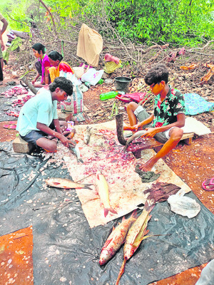 గంభీరం చేపలకు భలే డిమాండ్ 1