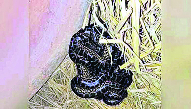 పూరీ తొక్కిసలాటపై హక్కుల కమిషన్ తాఖీదు జారీ 1