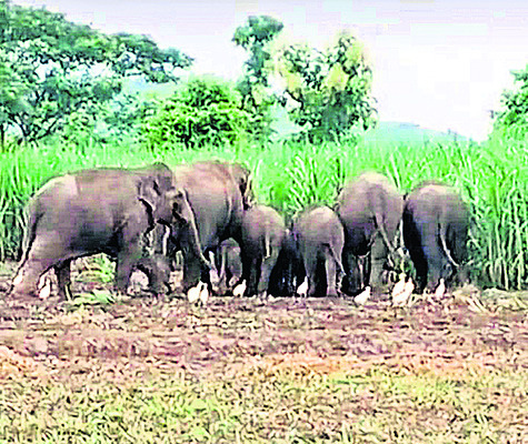 సర్పంచ్‌ ఆరోగ్యంపై ఆరా 2