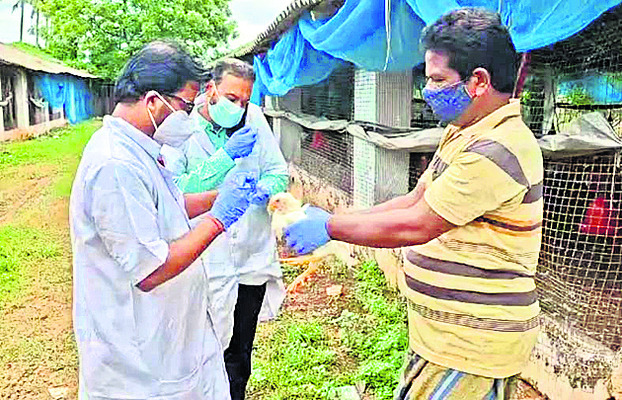 ● పూరీలో బర్డ్‌ఫ్లూ కలకలం1