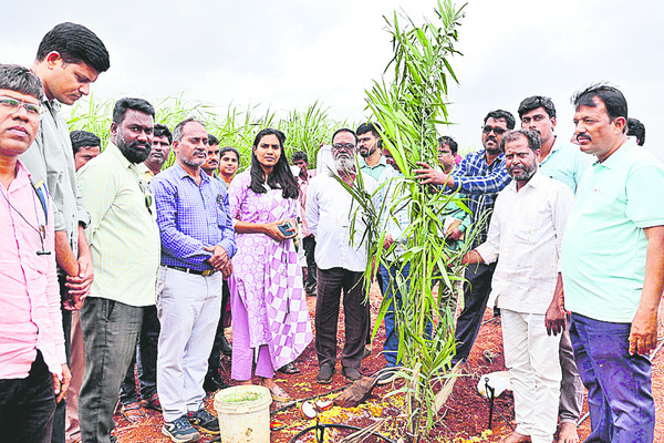 ఆయిల్పామ్ సాగుకు రాయితీ1