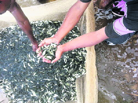 చేపా.. చేపా.. ఎప్పుడొస్తవ్‌!1