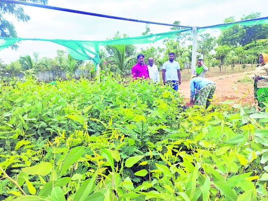 లెక్కల్లోనే మొక్కలు! 2