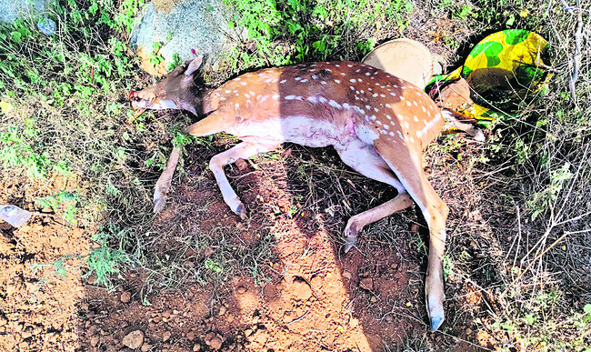 కమనీయం.. కల్యాణోత్సవం1