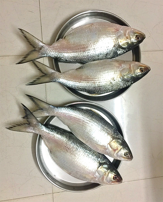 East Godavari : Pulasa Fish Recipe Photos9
