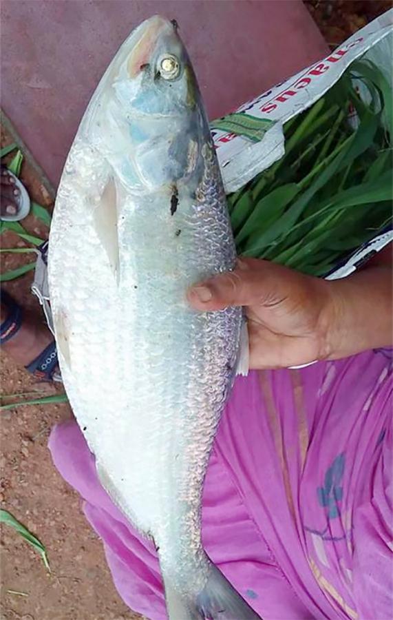 East Godavari : Pulasa Fish Recipe Photos12