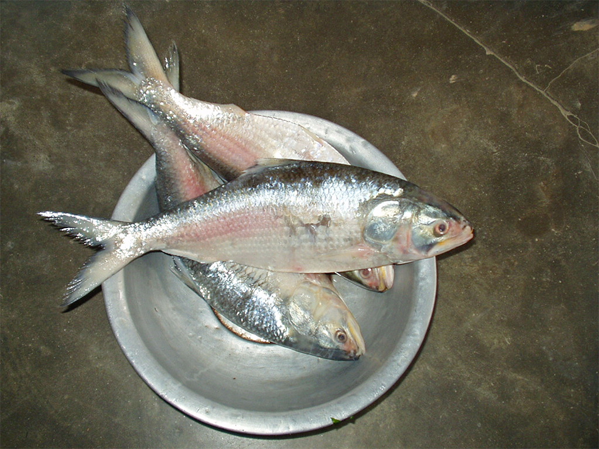East Godavari : Pulasa Fish Recipe Photos2