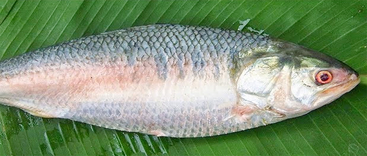 East Godavari : Pulasa Fish Recipe Photos3