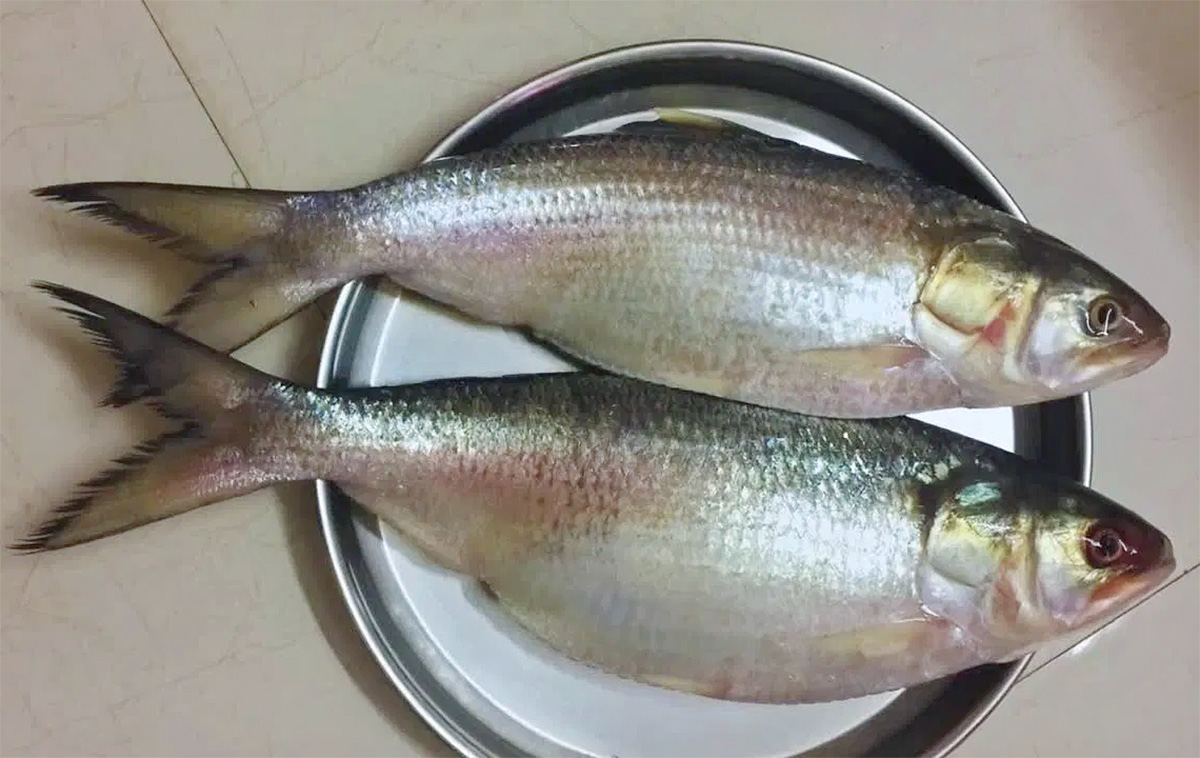 East Godavari : Pulasa Fish Recipe Photos4