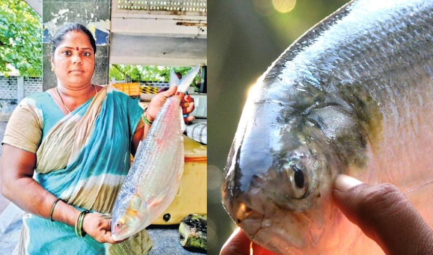 East Godavari : Pulasa Fish Recipe Photos7