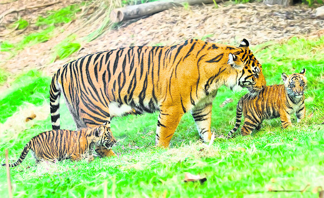 పులికి ఉచ్చు బిగుస్తోంది! 1