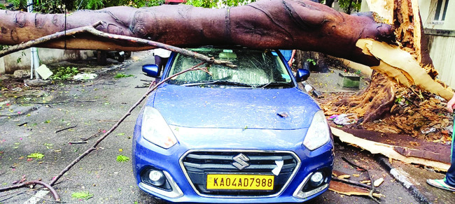 కారుపై కూలిన చెట్టు 2