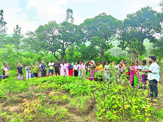 మన్యంలో ప్రకృతి సాగు బాగు 1