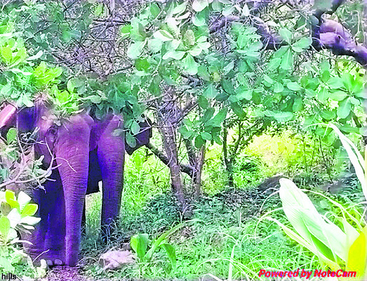 గుండాం సమీపంలో ఏనుగులు 1