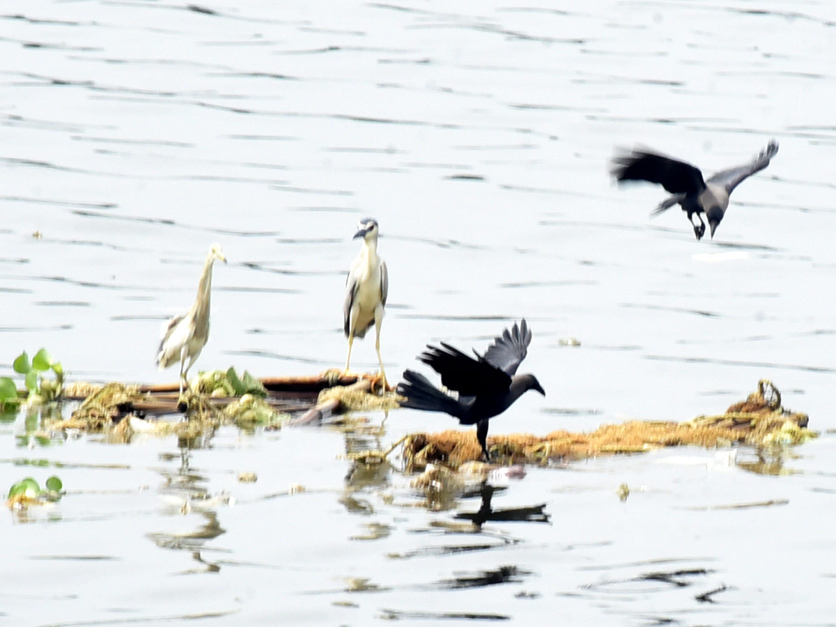 Best Photos of The Week in AP and Telangana Photo Gallery22