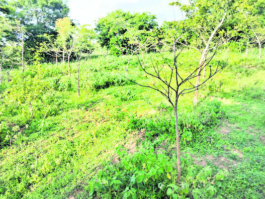 నిలువెత్తు నిర్లక్ష్యం 1