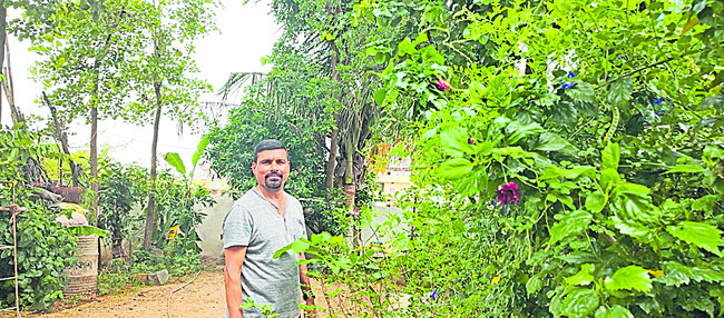 విరివిగా మొక్కలు పెంచుతున్న వృక్ష ప్రేమికులు పెంపకంపై ఇ1