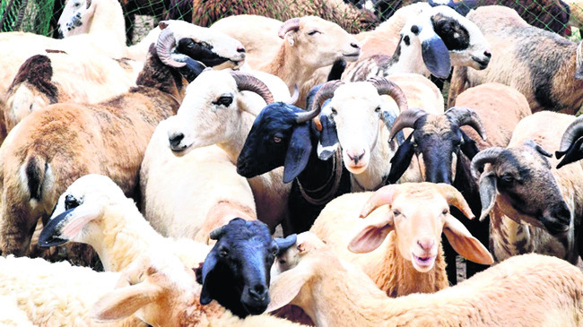 పశువుల ప్రాణాలకే ముప్పు 1