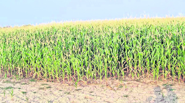 భాస్వరం.. పొటాషియం కీలకం 1