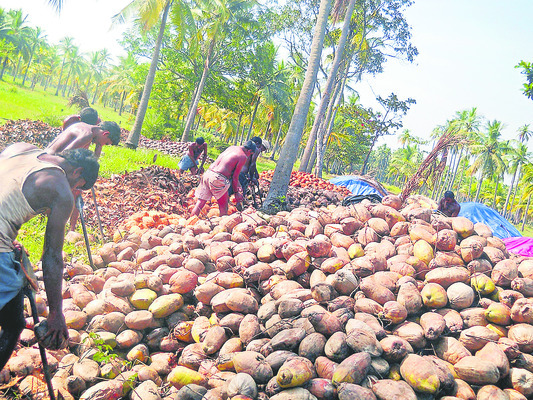 కొబ్బరి రాజసం 1