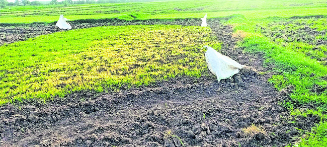 ఎండుతున్న నారు మడులు
1