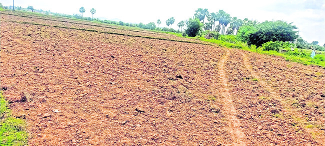ఎండుతున్న నారు మడులు
2