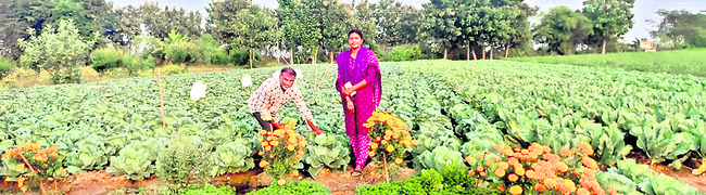 కూరగాయల సాగుకు ప్రోత్సాహం1