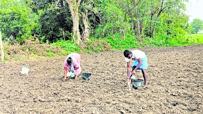 ఎండుతున్న నారు మడులు
3