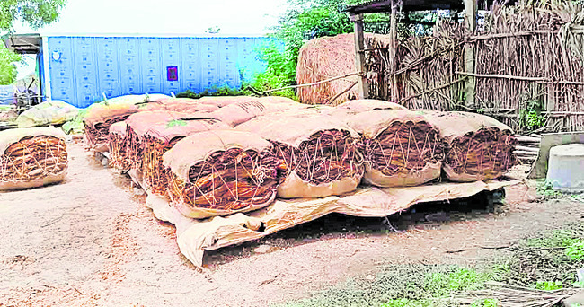 పొగాకు కొనుగోలులో పచ్చపాతం 1