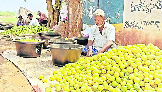 నిమ్మ ధరలు పతనం 
1