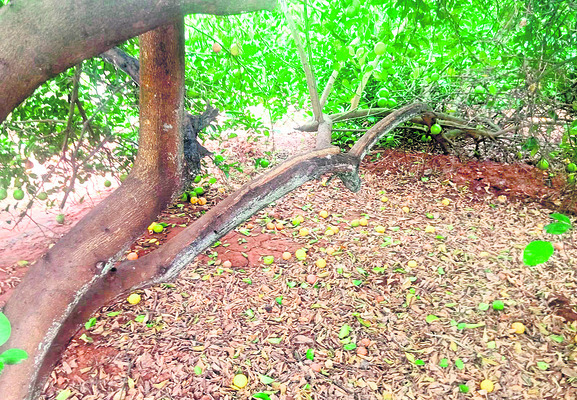 నిమ్మ ధరలు పతనం 
3