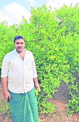 నిమ్మ ధరలు పతనం 
5