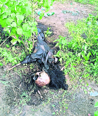 విద్యుత్ స్టేవైరు తగిలి గేదె మృతి2