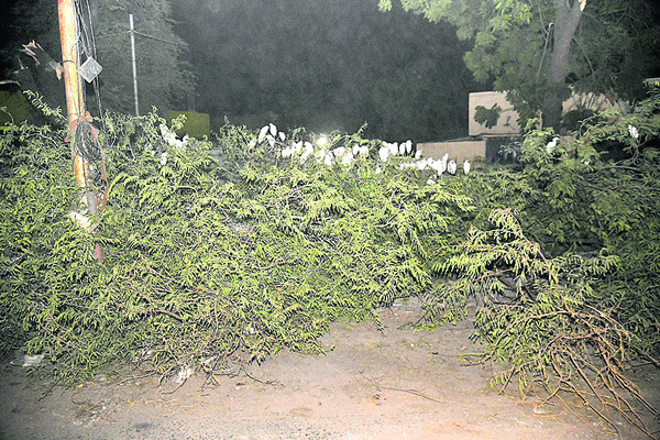 చెట్టు కూలి కొంగలు విలవిల1