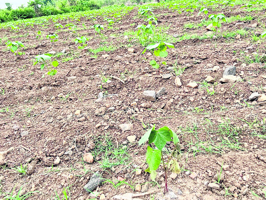వర్షాభావంతో ఆందోళన 1