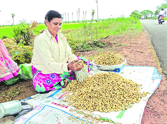 వేరుశనగ సాగుకు కేరాఫ్‌ బాపట్ల 1
