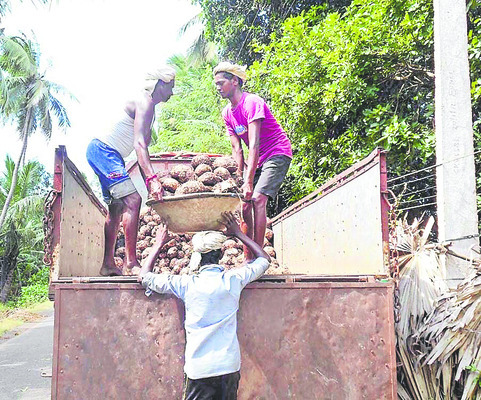 కంద రైతు కుదేలు1