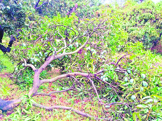 మొగిలి దేవరకొండలో చిరుత 
1