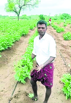 అన్నదాతను ముంచిన విత్తన పత్తి కంపెనీలు
3
