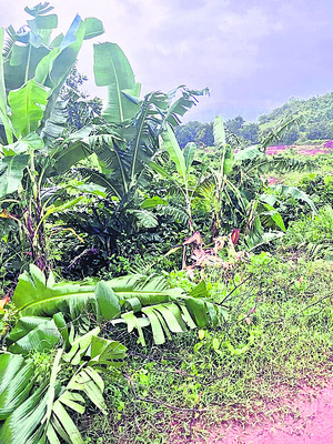 కుంభిగుడ, టికిరపడలో ఏనుగుల బీభత్సం1