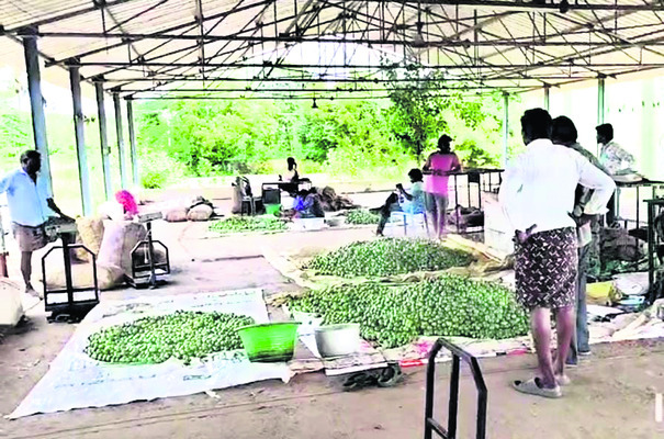 నిమ్మ ధర పతనం 1