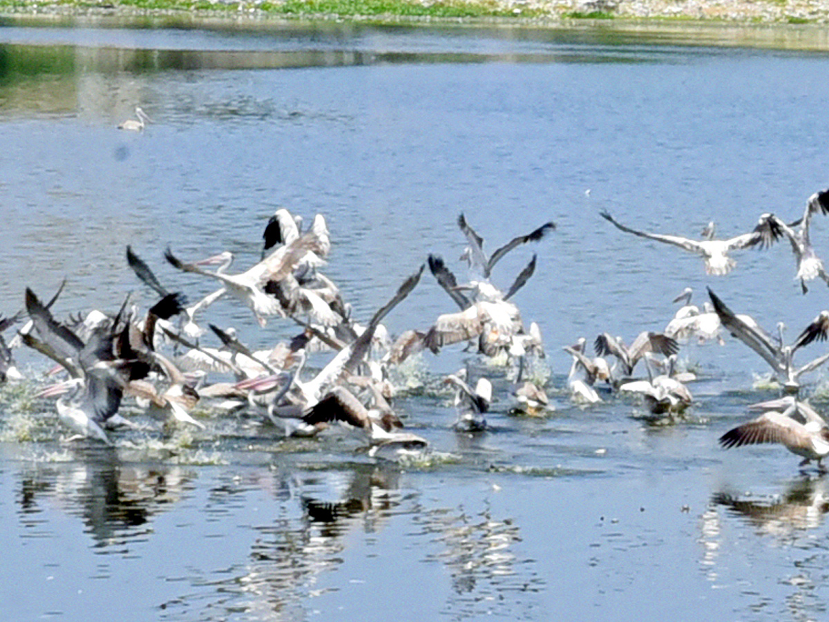 Best Photos of The Week in AP and Telangana Photo Gallery41