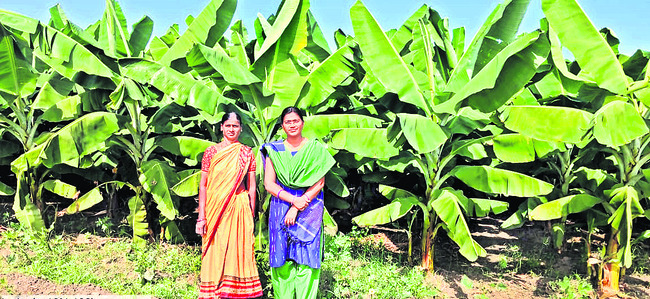 సుగంధాల సిరులు1