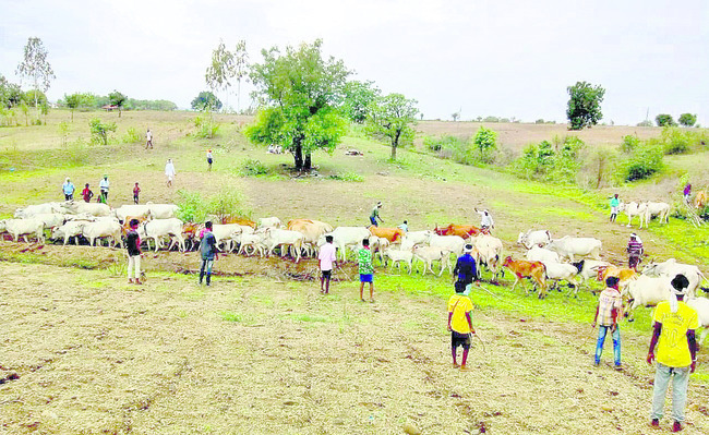 గిరి గూడేలకు పండుగ శోభ2