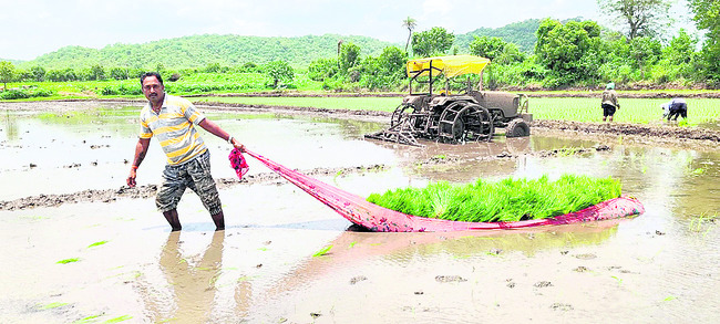 ముమ్మరంగా వరి నాట్లు1
