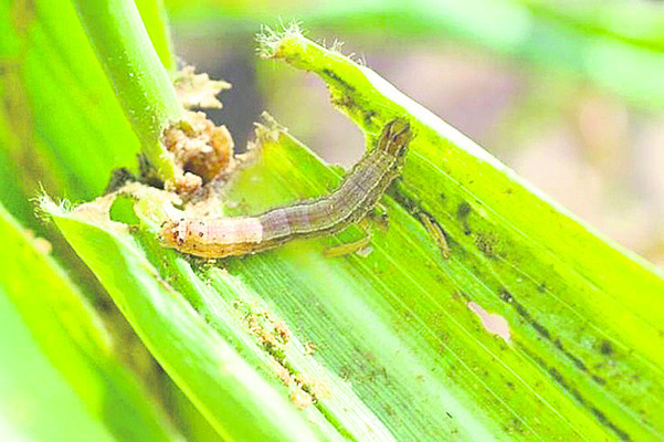 వామ్మో.. ‘కత్తెర’ పురుగు1